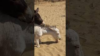 Donkeys #youtubeshorts #trending #foryou #shorts