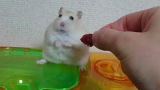 Owner Teases Hamster with Food