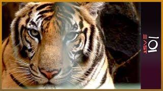 Turning a Blind Eye: Indonesia's Illegal Wildlife Trade l 101 East