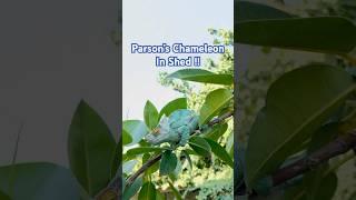 Chameleon in shed!! Calumma parsonii Orange Eye #chameleon #reptiles #shedding #rareanimals