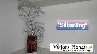 Viktors Bonsai  "Silberling". Drahtbaum, Bonsai aus Draht, drahtbaum kaufen.