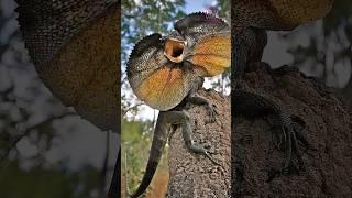 The 3 strangest animals in the world..