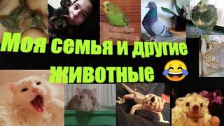 В мире животных - Поль Мориа . Моя семья и другие животные. My Family and Other Animals