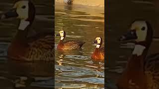 African Whitefaced Whistling Ducks #african_duck #whistling_duck #whiteface_duck