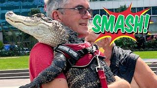 Wally The Emotional Support Alligator