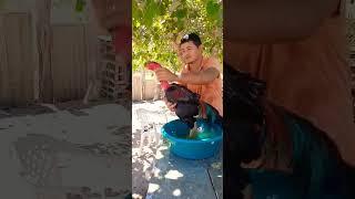 #bed #chicks #quality #bearded #borabora #cyclone #backyard #rooster #matrix #so