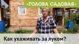 Голова садовая - Как ухаживать за луком?