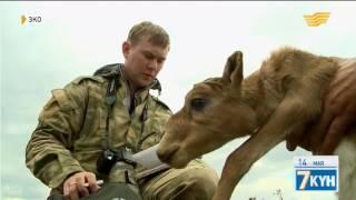 6. Богатство степи