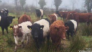 Grazing over the Christmas part 1#irishfarm #outwintering #ireland