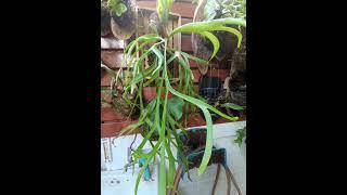 The genus of Platycerium.#justmeneena