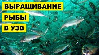 Выращивание рыбы в УЗВ как бизнес идея