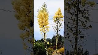 Sluggards do not plow in season; so at harvest time they look but find nothing.(Proverbs 20:4)