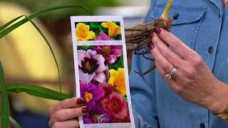 Cottage Farms 3-Piece Reblooming Daylilies Live Plants on QVC