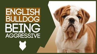 AGGRESSIVE ENGLISH BULLDOG TRAINING! How To Train Aggressive English Bulldog Puppy!