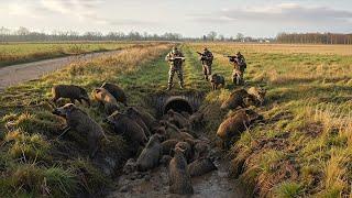 Wild Boars Swarm the Fields! Farmers Fight Back with Precision Shots!