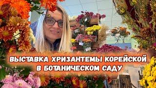 100 сортов хризантемы корейской на выставке в Ботаническом саду