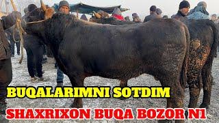 SHAXRIXON XOLDONBEK MOL BOZORI BUQA NARXLARI OʻZIMNI BUQALARIMNI SOTDIM KOʻRIB BAXO BERIN 17.12.2024