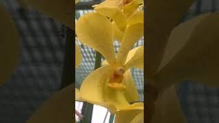 Yellow MOKARA Orchid  flowers  Naji’s World Online Sale Orchid Plants #najisworld #orchid #onlin