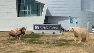 University of Alaska Museum of the North