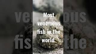 #venom #stonefish Most Venomous fish in the world