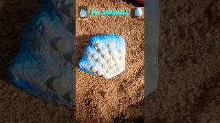 DIY Seashell🫧#shorts#youtubeshorts #diy#art #sea #viralvideo #trending #trendingshorts #viralvideo