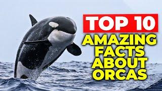 Top 10 AMAZING FACTS About Orcas (Killer Whales)