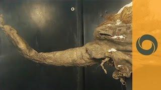 Russia Mammoth - One of the world's best preserved woolly mammoth carcasses goes on display