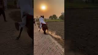 HORSE  LOVERS , horse racing // PUNJABI MUNDA #short