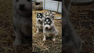 Nice Husky-Laika#foryou#animals #husky #puppy #viralvideo #lifestyle