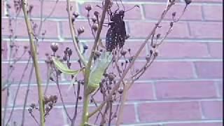 Butterfly Emerging From Chrysalis