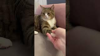 Кот босс Василий