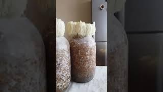 Собираем урожай ежовика гребенчатого/lions mane. Zverev Mushroom Empire