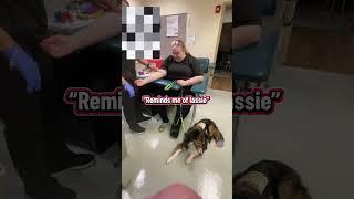 “Lassie” is probably the most common thing I hear when out with my SD. #servicedogs #viral #shorts