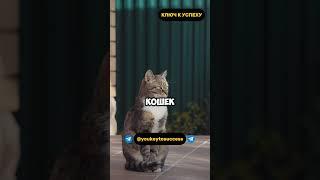 Кошки... #психология #мысли #мудрость #мышление #успех #дисциплина #кот #котики #кошка #кошки