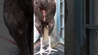aseel murga #aseelmurga #shorts #shortsfeed #youtubeshorts #fyp #birds