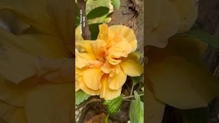 Amazing beauty of hibiscus flowers || Home Gardening | #youtubeshorts#trendingshorts#flowers#shorts