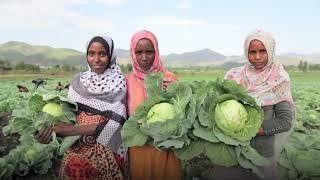 State of Food Security and Nutrition in the World 2023