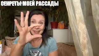 Секреты Моей Помидорной Рассады/Тонкости выращивания