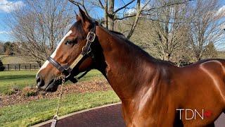 Tiz the Law Settles in at Ashford Stud