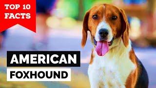 American Foxhound - Top 10 Facts