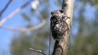 Cicadas - Noisy Bugs