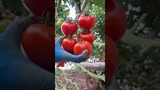 #tomato #telugutomato #farming #tomata #tomatofarming #vegetables #garden  #vegetablefarming