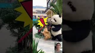 Funny panda    #shorts #trending #viral #youtubeshorts