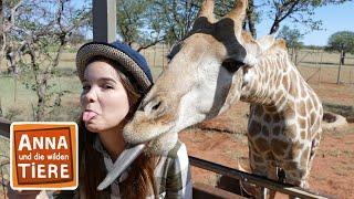 Die Zunge der Giraffe | Reportage für Kinder | Anna und die wilden Tiere