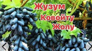 Жузум ковойту  жолу