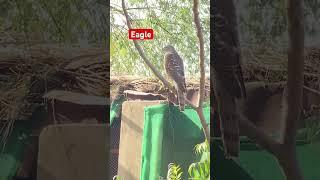 Wild Eagle️#foryou#viralvideo#birds#eagle#bird#shorts#short#shortvideo#video#viralshorts#viralshort