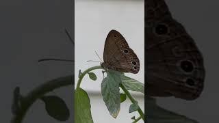 Common four-ring Butterfly
