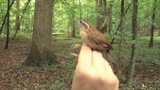 Ranger Nick: Using Mist Netting To Study Bird Health & Behavior