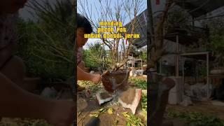 Pecah pot bonsai jeruk #inspirasibonsai