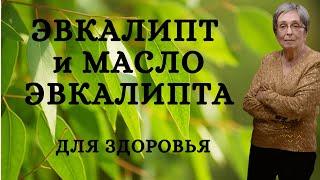 Эвкалипт и масло эвкалипта для здоровья.